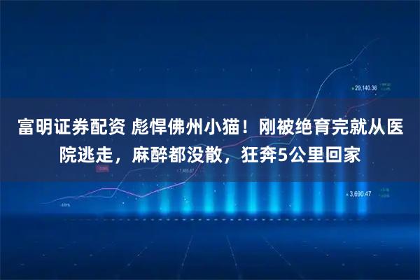 富明证券配资 彪悍佛州小猫！刚被绝育完就从医院逃走，麻醉都没散，狂奔5公里回家